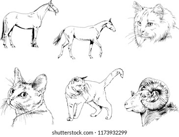 Set of vector drawings of different animals, hand-drawn sketches, objects with no background