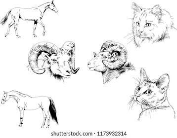 Set of vector drawings of different animals, hand-drawn sketches, objects with no background