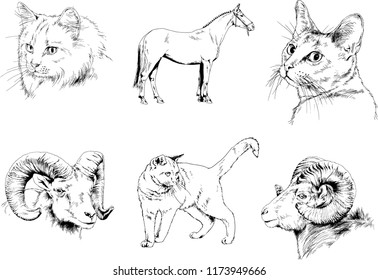 Set of vector drawings of different animals, hand-drawn sketches, objects with no background