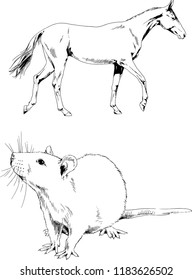 Set of vector drawings of different animals, hand-drawn sketches, objects with no background