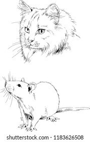 Set of vector drawings of different animals, hand-drawn sketches, objects with no background