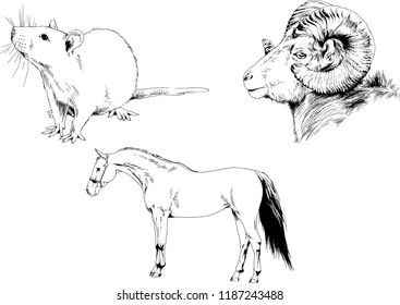 Set of vector drawings of different animals, hand-drawn sketches, objects with no background