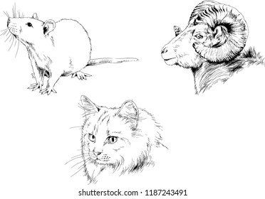 Set of vector drawings of different animals, hand-drawn sketches, objects with no background