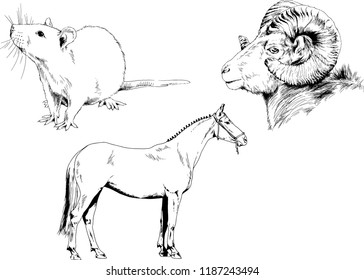Set of vector drawings of different animals, hand-drawn sketches, objects with no background