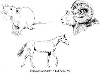 Set of vector drawings of different animals, hand-drawn sketches, objects with no background