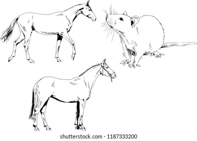 Set of vector drawings of different animals, hand-drawn sketches, objects with no background