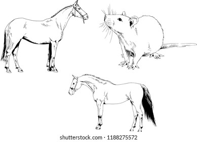 Set of vector drawings of different animals, hand-drawn sketches, objects with no background