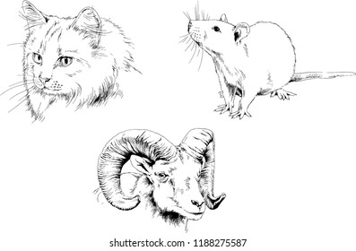 Set of vector drawings of different animals, hand-drawn sketches, objects with no background