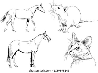 Set of vector drawings of different animals, hand-drawn sketches, objects with no background