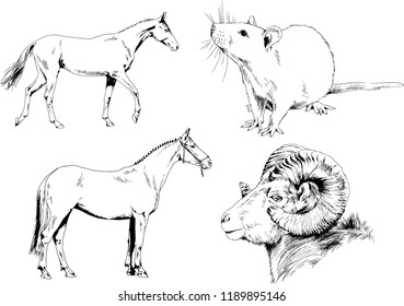 Set of vector drawings of different animals, hand-drawn sketches, objects with no background