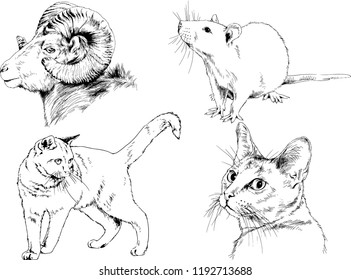Set of vector drawings of different animals, hand-drawn sketches, objects with no background