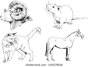 Set of vector drawings of different animals, hand-drawn sketches, objects with no background