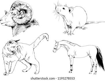 Set of vector drawings of different animals, hand-drawn sketches, objects with no background