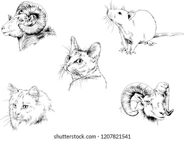 Set of vector drawings of different animals, hand-drawn sketches, objects with no background