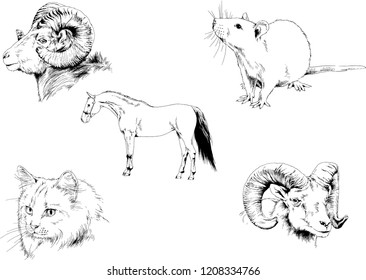 Set of vector drawings of different animals, hand-drawn sketches, objects with no background