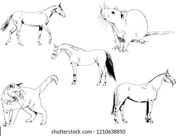 Set of vector drawings of different animals, hand-drawn sketches, objects with no background