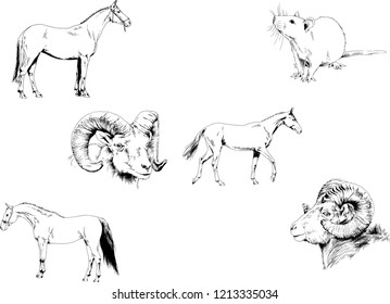 Set of vector drawings of different animals, hand-drawn sketches, objects with no background