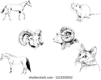 Set of vector drawings of different animals, hand-drawn sketches, objects with no background