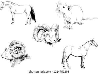 Set of vector drawings of different animals, hand-drawn sketches, objects with no background