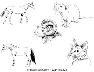 Set of vector drawings of different animals, hand-drawn sketches, objects with no background