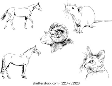 Set of vector drawings of different animals, hand-drawn sketches, objects with no background