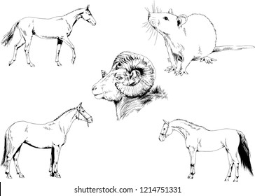 Set of vector drawings of different animals, hand-drawn sketches, objects with no background