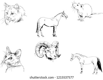 Set of vector drawings of different animals, hand-drawn sketches, objects with no background