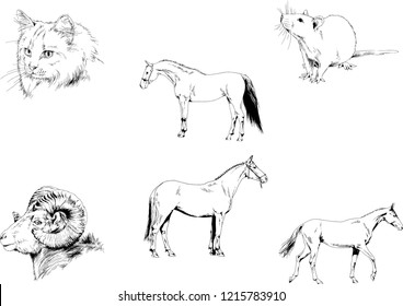 Set of vector drawings of different animals, hand-drawn sketches, objects with no background