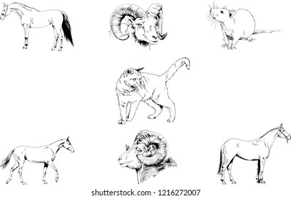 Set of vector drawings of different animals, hand-drawn sketches, objects with no background