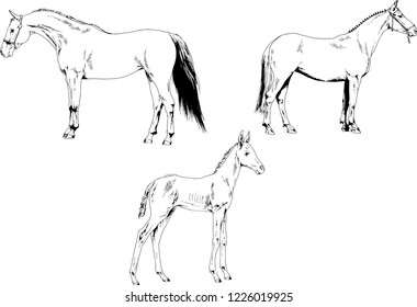 Set of vector drawings of different animals, hand-drawn sketches, objects with no background