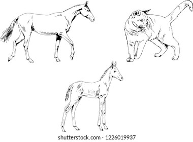 Set of vector drawings of different animals, hand-drawn sketches, objects with no background
