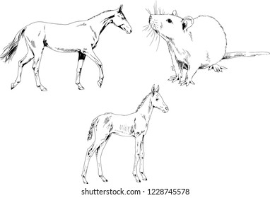 Set of vector drawings of different animals, hand-drawn sketches, objects with no background