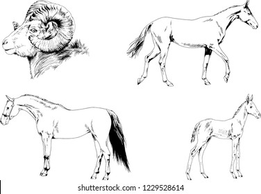 Set of vector drawings of different animals, hand-drawn sketches, objects with no background