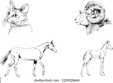 Set of vector drawings of different animals, hand-drawn sketches, objects with no background