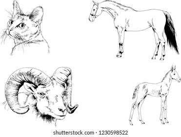 Set of vector drawings of different animals, hand-drawn sketches, objects with no background