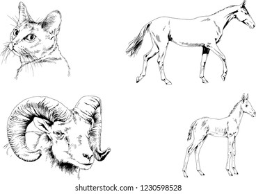 Set of vector drawings of different animals, hand-drawn sketches, objects with no background