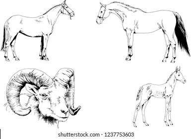 Set of vector drawings of different animals, hand-drawn sketches, objects with no background