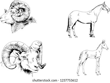 Set of vector drawings of different animals, hand-drawn sketches, objects with no background