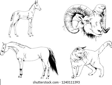 Set of vector drawings of different animals, hand-drawn sketches, objects with no background