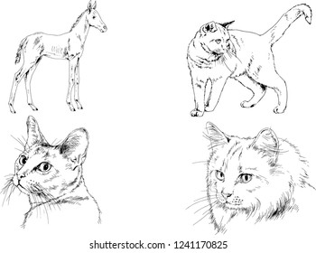 Set of vector drawings of different animals, hand-drawn sketches, objects with no background