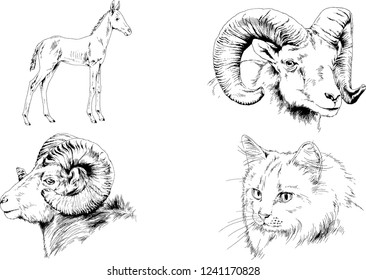 Set of vector drawings of different animals, hand-drawn sketches, objects with no background