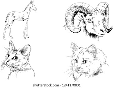 Set of vector drawings of different animals, hand-drawn sketches, objects with no background