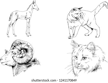 Set of vector drawings of different animals, hand-drawn sketches, objects with no background