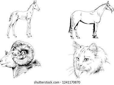Set of vector drawings of different animals, hand-drawn sketches, objects with no background