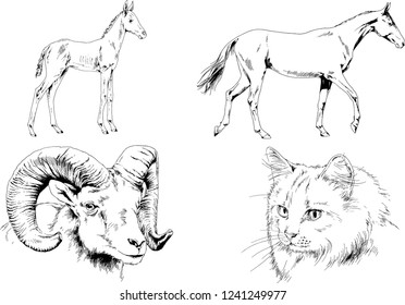 Set of vector drawings of different animals, hand-drawn sketches, objects with no background