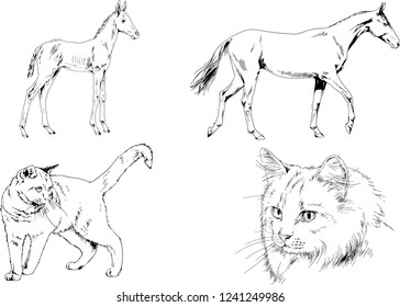 Set of vector drawings of different animals, hand-drawn sketches, objects with no background