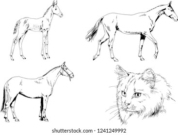 Set of vector drawings of different animals, hand-drawn sketches, objects with no background