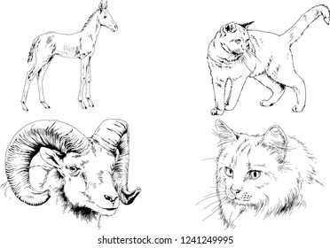 Set of vector drawings of different animals, hand-drawn sketches, objects with no background