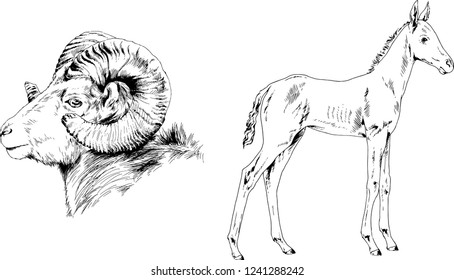 Set of vector drawings of different animals, hand-drawn sketches, objects with no background