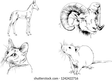 Set of vector drawings of different animals, hand-drawn sketches, objects with no background